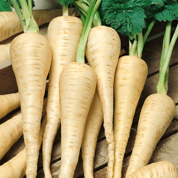 Parsnip  /kg